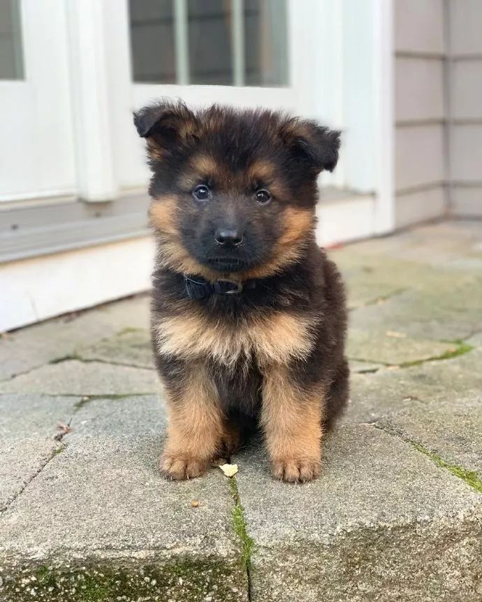 德牧幼犬 小时候图片