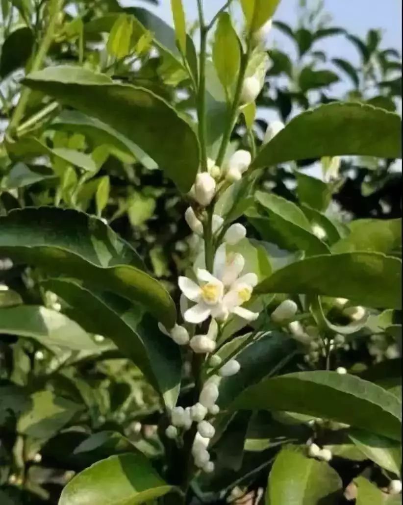 干货|柑橘开花的数量和质量与以下几个方面有重要关系!