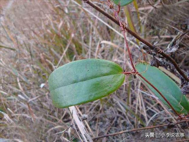 原創農村裡這種藤蔓植物叫什麼好像可以挖它的根塊做藥材