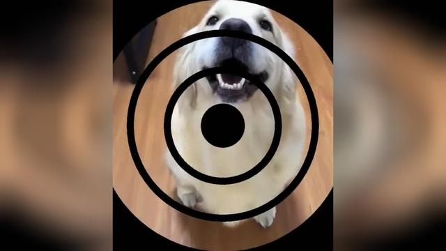 狗狗装死主人问它死了还会笑啊狗狗反应笑倒所有人