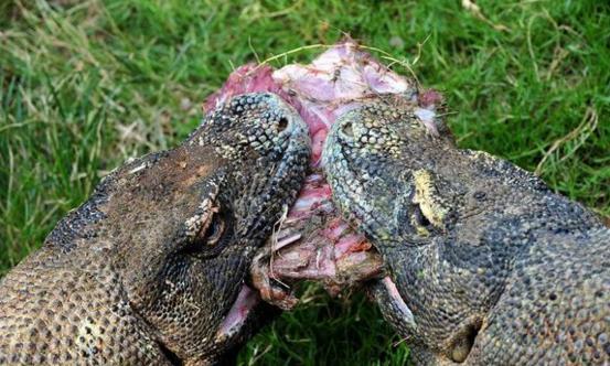 科莫多巨蜥群围攻一只山羊将其撕扯后连肉带骨都吞下画面残忍