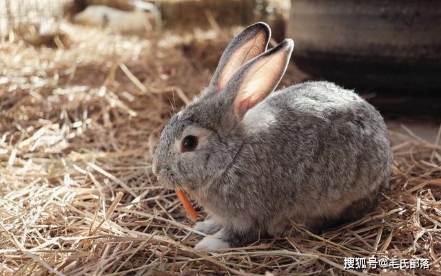 養兔技術|熟悉兔的消化特性,掌握正確飼餵方法_兔子