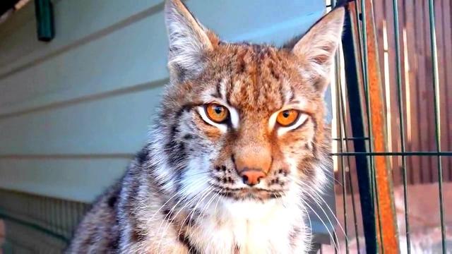 这只猞猁,金色的眼珠,冷峻的眼神,威严的神情,简直如帝王