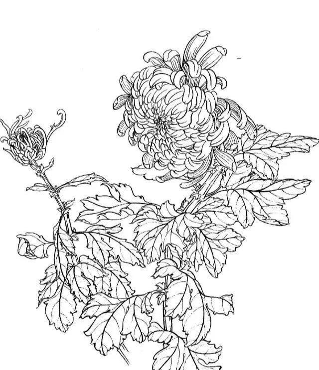 工笔画白描图谱之菊花