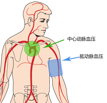 中心动脉压和肱动脉压中心血压是左心室外升主动脉根部的压力