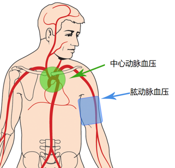 肱动脉在哪个位置图片图片