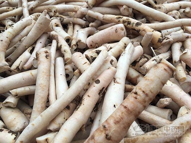 每日学习一味中药材——白芍,以根粗,坚实,无白心或裂隙者为佳