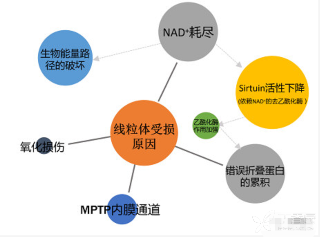 協助蛋白正確摺疊;使用抗氧化劑(s1qels/s3qels分別與呼吸鏈複合酶i