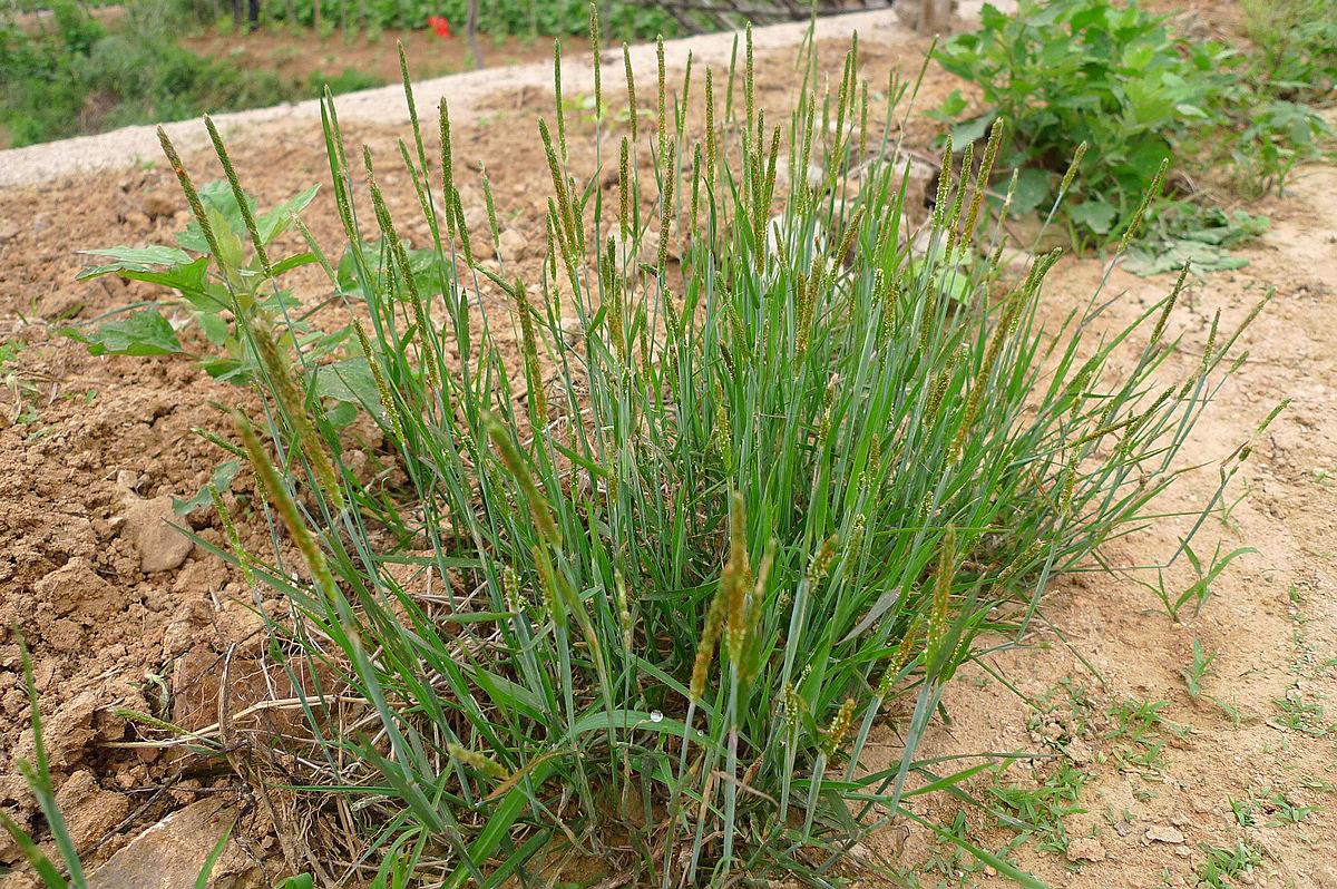 麦田里的"小香肠",农民对它痛恨不已,殊不知煮水能治脚气_麦娘