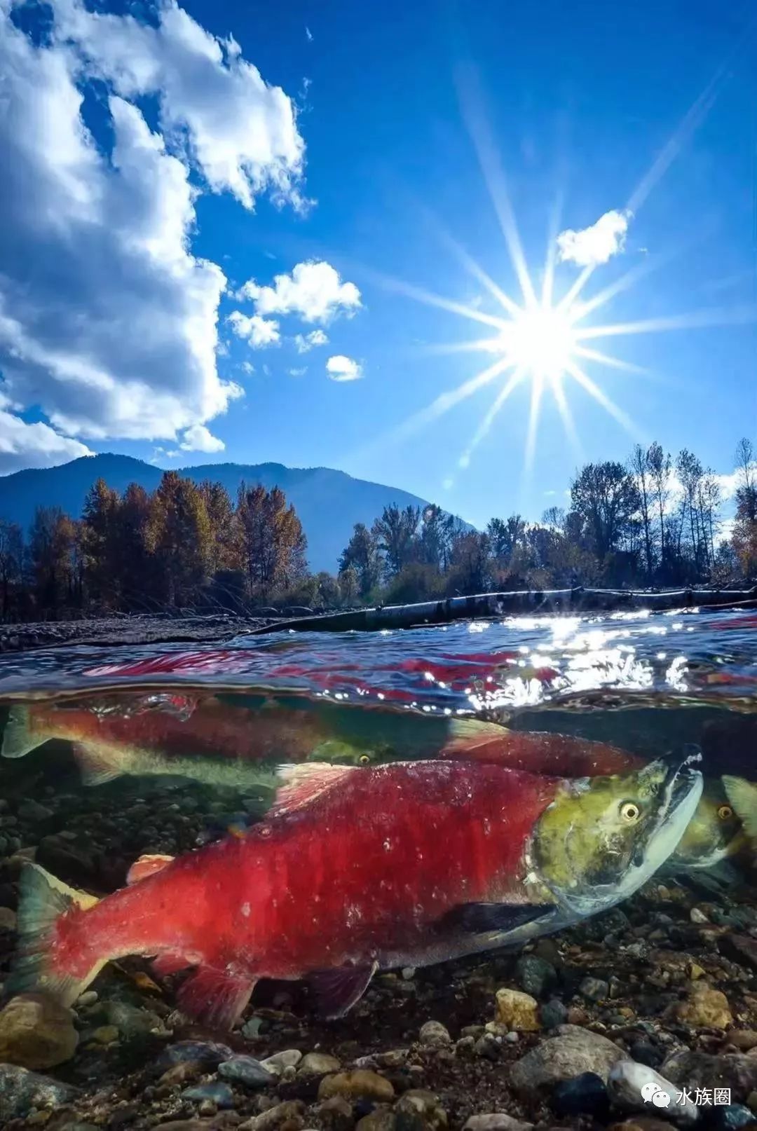 鮭魚自然界最偉大的返鄉旅行