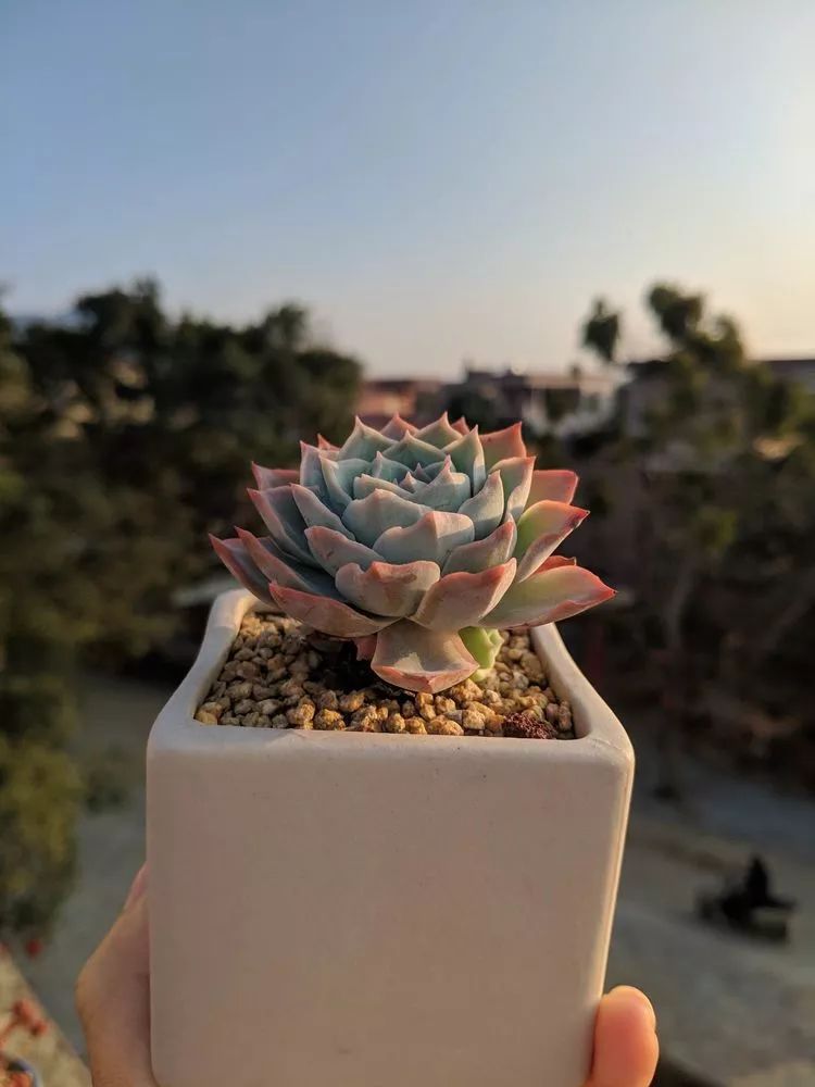 暖冬之下,享受那一刻与多肉相伴的宁静!