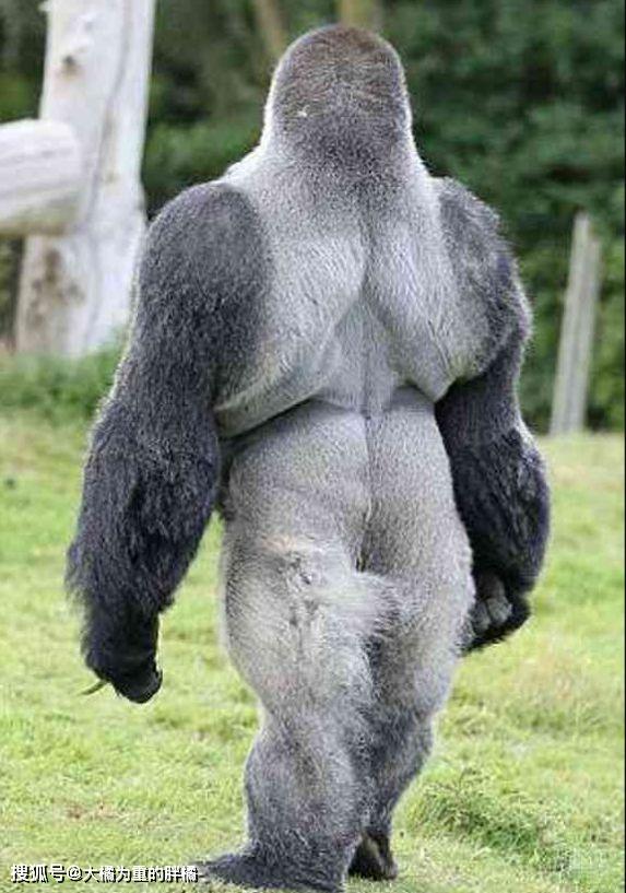 原创夏天要来了又到了秀身材的时候了10张肌肉动物照看着真有力