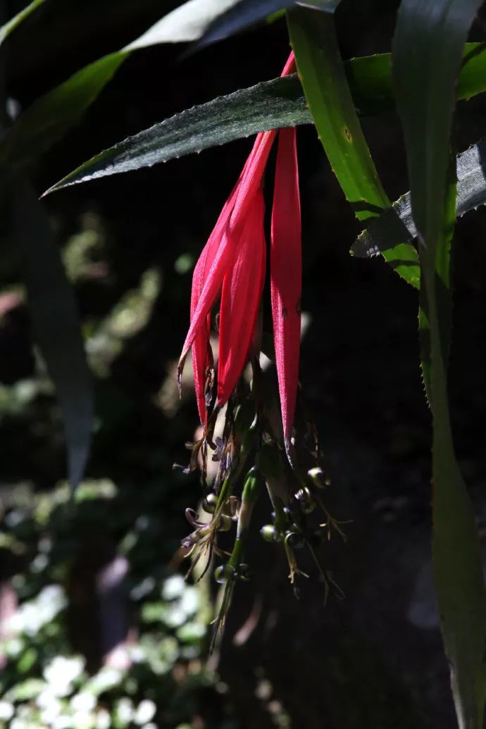每日一花垂花水塔花花序轴膝状折曲