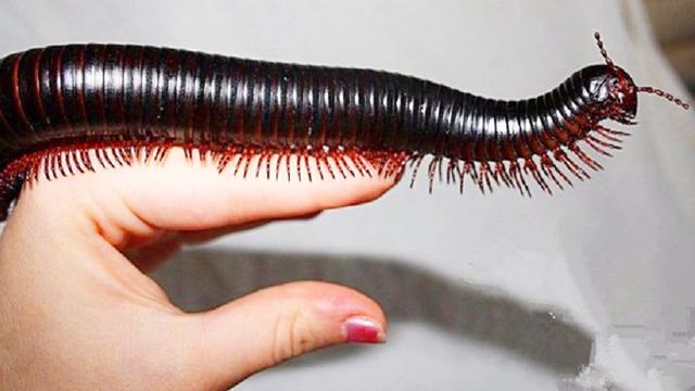 胳膊粗巨型非洲千足虫当宠物,任它在身上爬,你敢吗?
