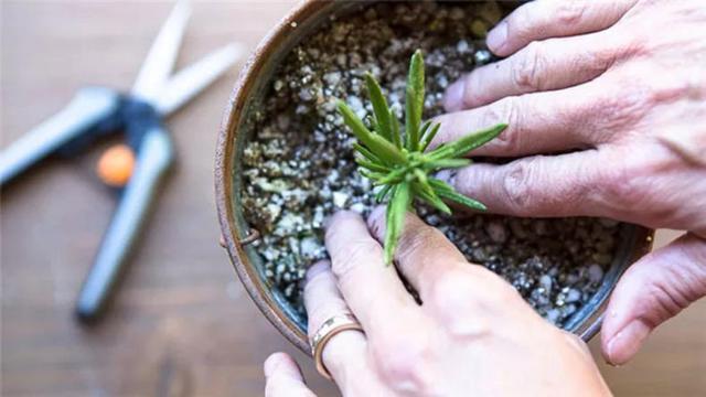 这样可以让迷迭香成活率更高,而且生根更快