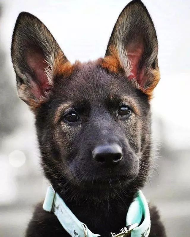 德牧宝宝的一张照片在网上爆红网友惊叹这不就是我梦中情狗的样子