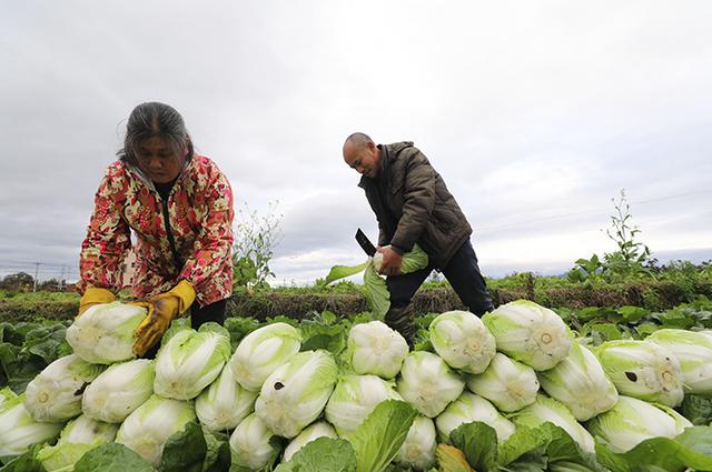 广西融安:防疫情 稳"菜篮子"保供应