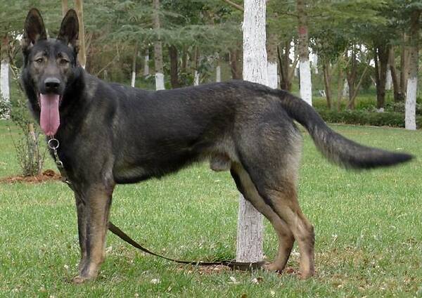 警界三剑客昆明犬