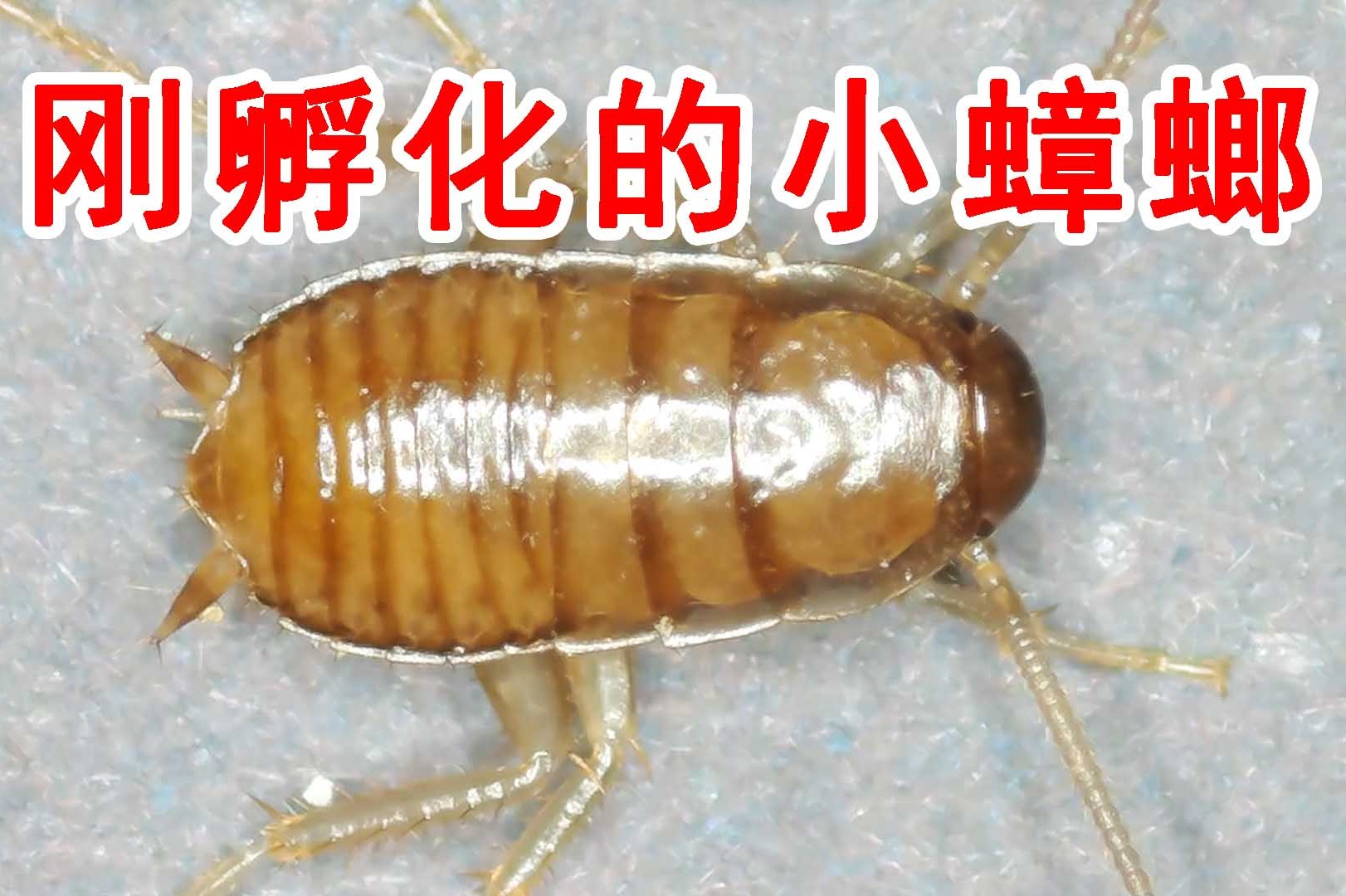 把刚孵化的小蟑螂放大100倍蟑螂也可以这么萌