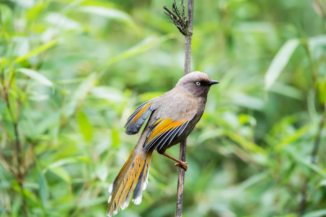 2019年8月5日金佛山橙翅噪鹛(生活摄影)