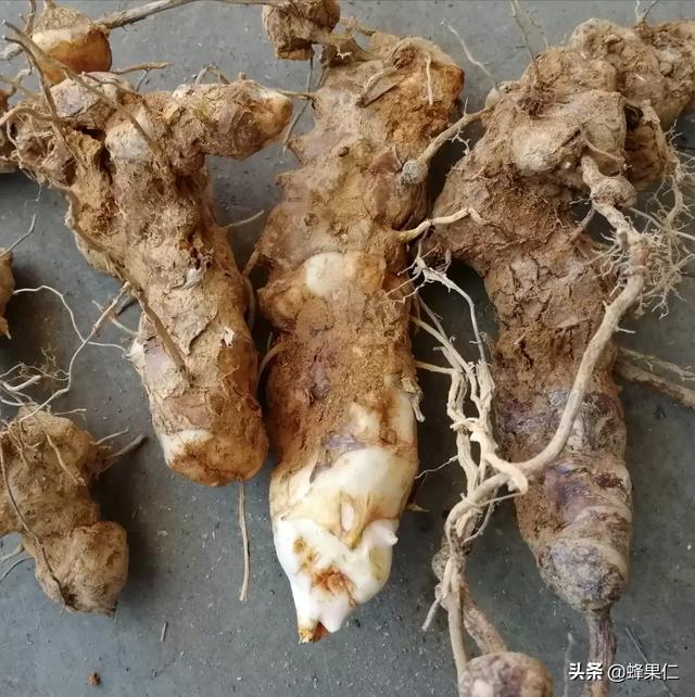 原创农村里这种藤蔓植物叫什么好像可以挖它的根块做药材