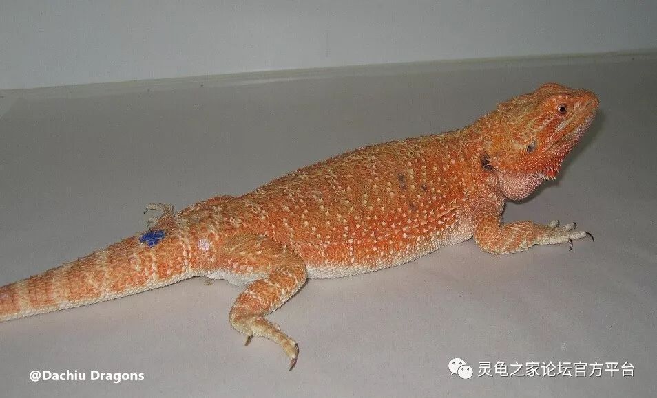 鬃狮蜥最出名的基因品系盘点-搜狐大视野-搜狐新闻