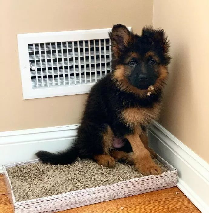 最近就有一个德牧宝宝,在去医院体检的时候,凭借着这个乖巧的样子,一