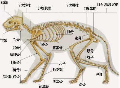 猫的骨骼结构图及名称图片