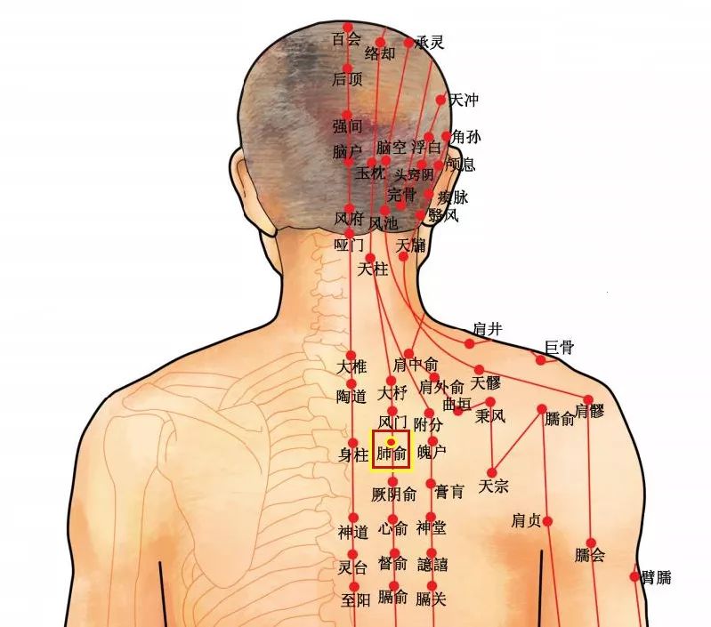 后背经络图十二经脉图片