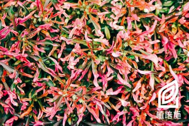 植培施红绿草alternantherabettzickiana草本花卉栽培手册