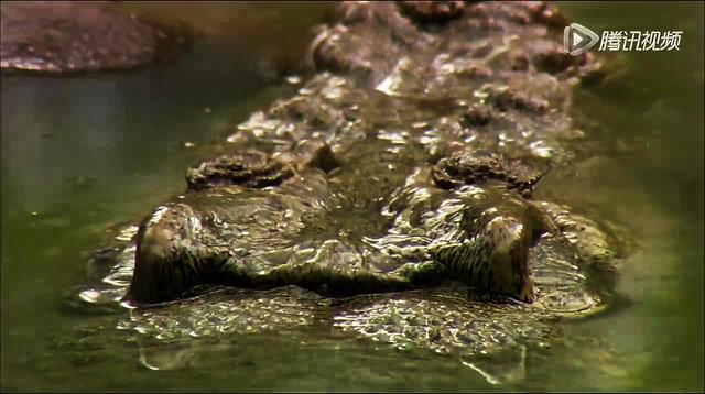 巨鳄咬住猎物进行死亡翻滚将斑马撕成碎片