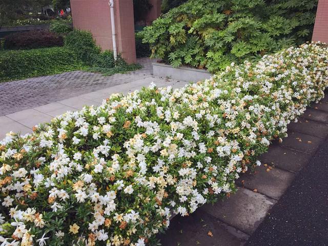 小叶栀子的繁殖方法-小叶栀子花常用扦插来繁殖,花后剪下来半木质化