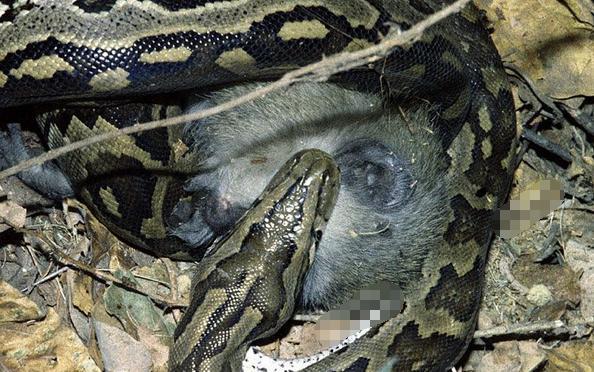 一条非洲岩蠎捕食到了一只绿猴,咬死它后,从绿猴