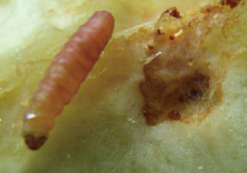 梨小食心虫的危害有多大