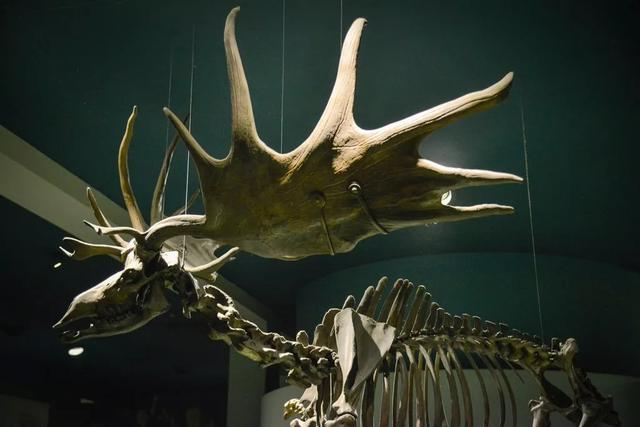 为了抱得美人归,有的动物不要命地走进了演化的死胡同_孔雀