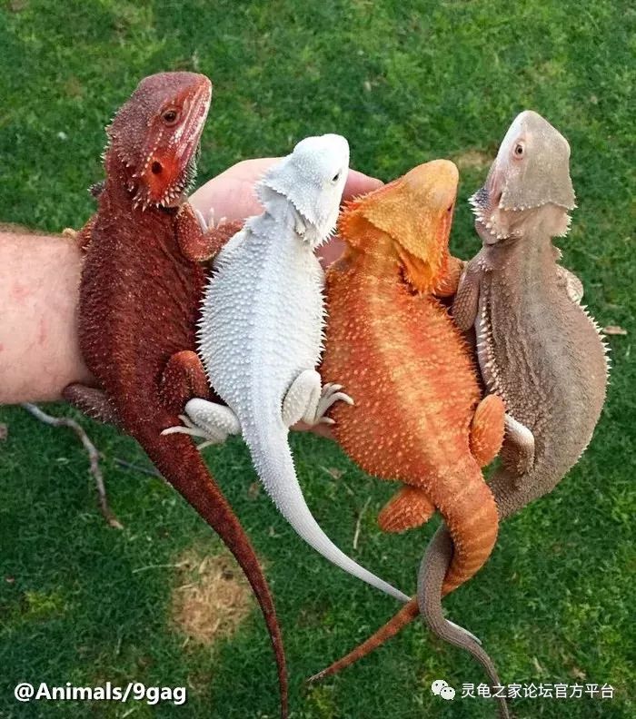 鬃狮蜥最出名的基因品系盘点