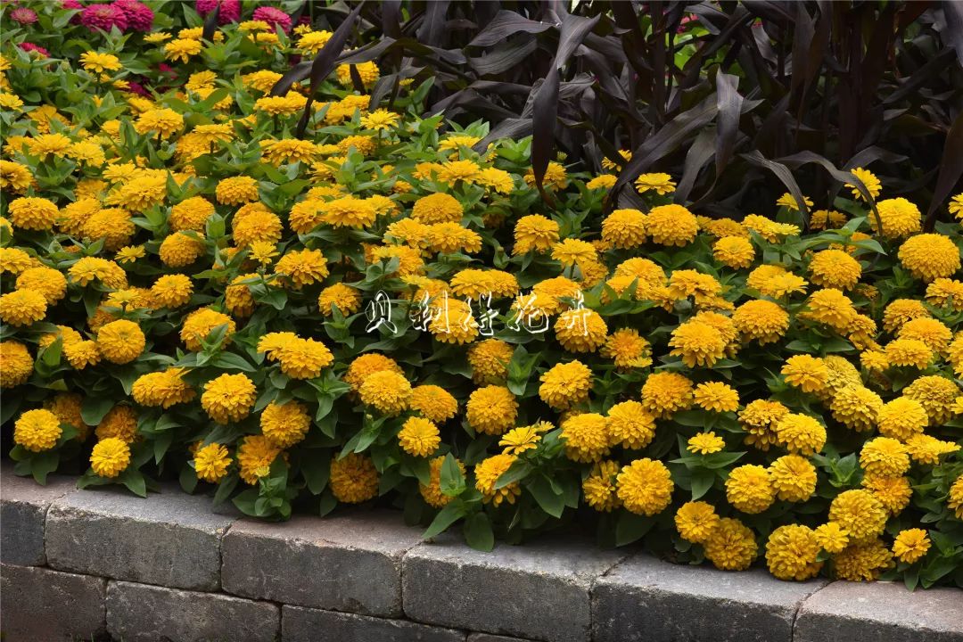 百日草热情系列完全重瓣奏响夏日赞歌