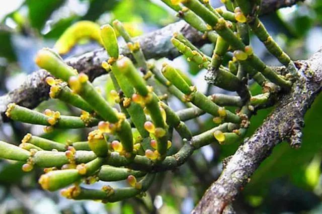 農村一種寄生植物,以前人們看到它就除掉,殊不知現在成了稀罕物_茶樹