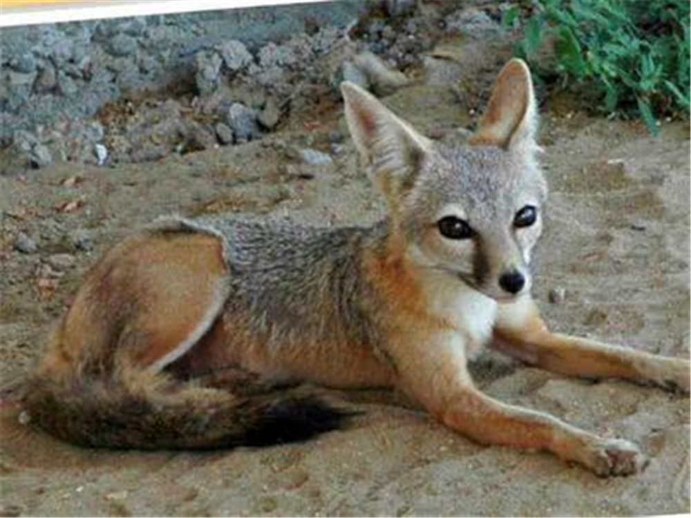 原创南加州一狐狸头像野猫为躲避天敌1年挖100个洞却被美国人杀绝