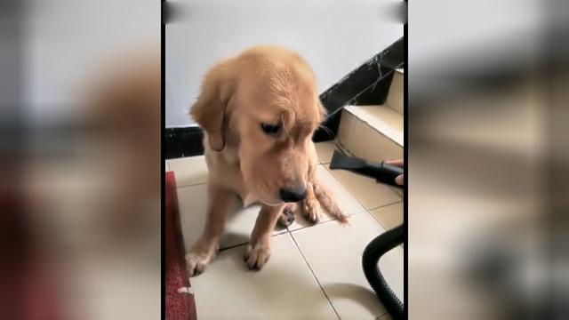 金毛轮胎的二儿子长的越来越像轮胎这可能会成为下一个网红轮胎