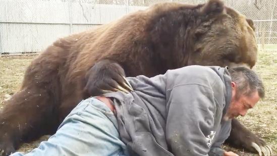 超大狗熊狗熊将人扑倒是要干什么与人类是否可以相处和谐