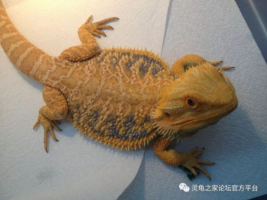 鬃狮蜥最出名的基因品系盘点-搜狐大视野-搜狐新闻