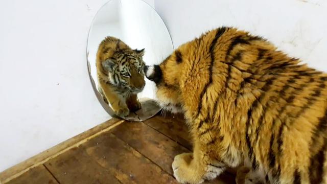 老虎面前放一面大镜子你想象不到它接下来的反应