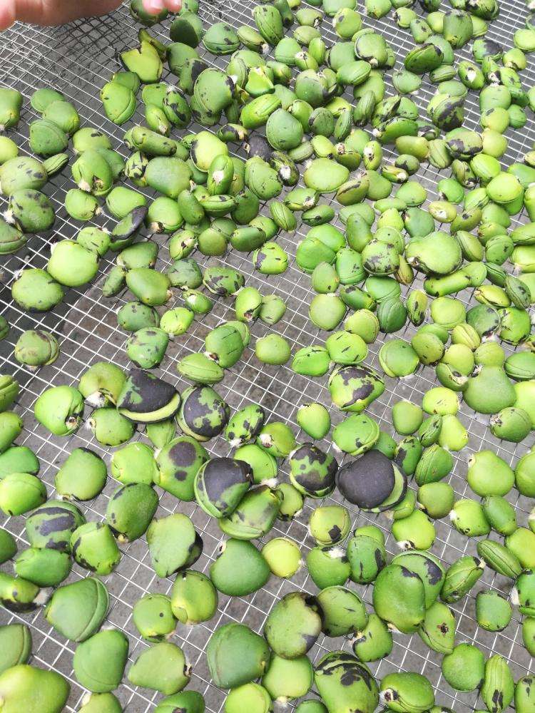 榄钱烘干工艺空气能热泵榄钱烘干