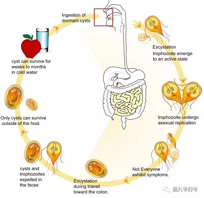 猫九爷猫的急性腹泻一贾第鞭毛虫