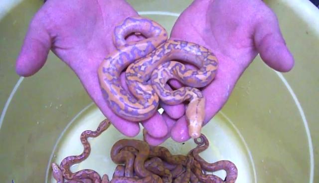 疯狂的孵化蟒蛇意外孵化一群紫色蛇蟒蛇妈妈拒绝认领