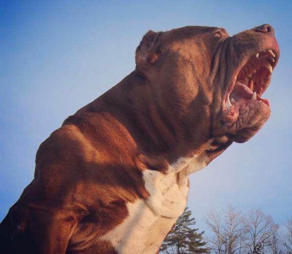 恶霸犬还是巨型的你说怕不怕