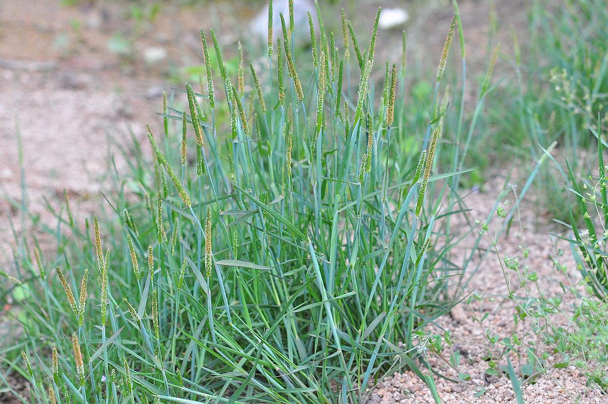 麦田里的"小香肠",农民对它痛恨不已,殊不知煮水能治脚气_麦娘