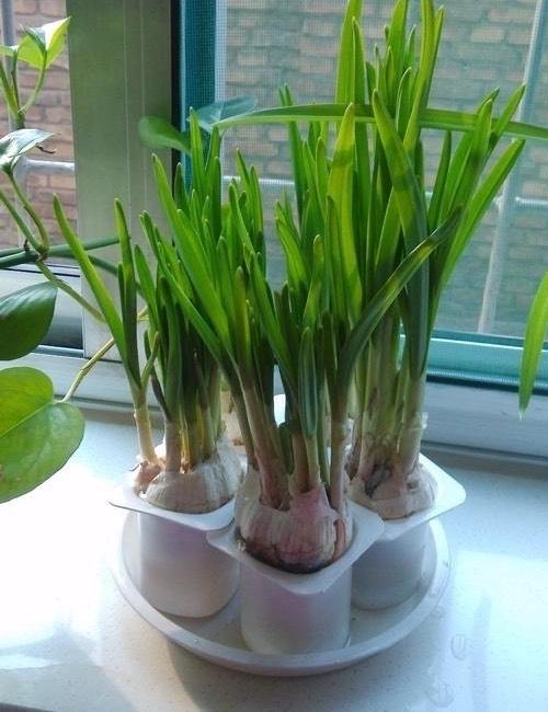 "3种菜"根别扔了,种花盆里,10天后就能吃,还能收获好几茬