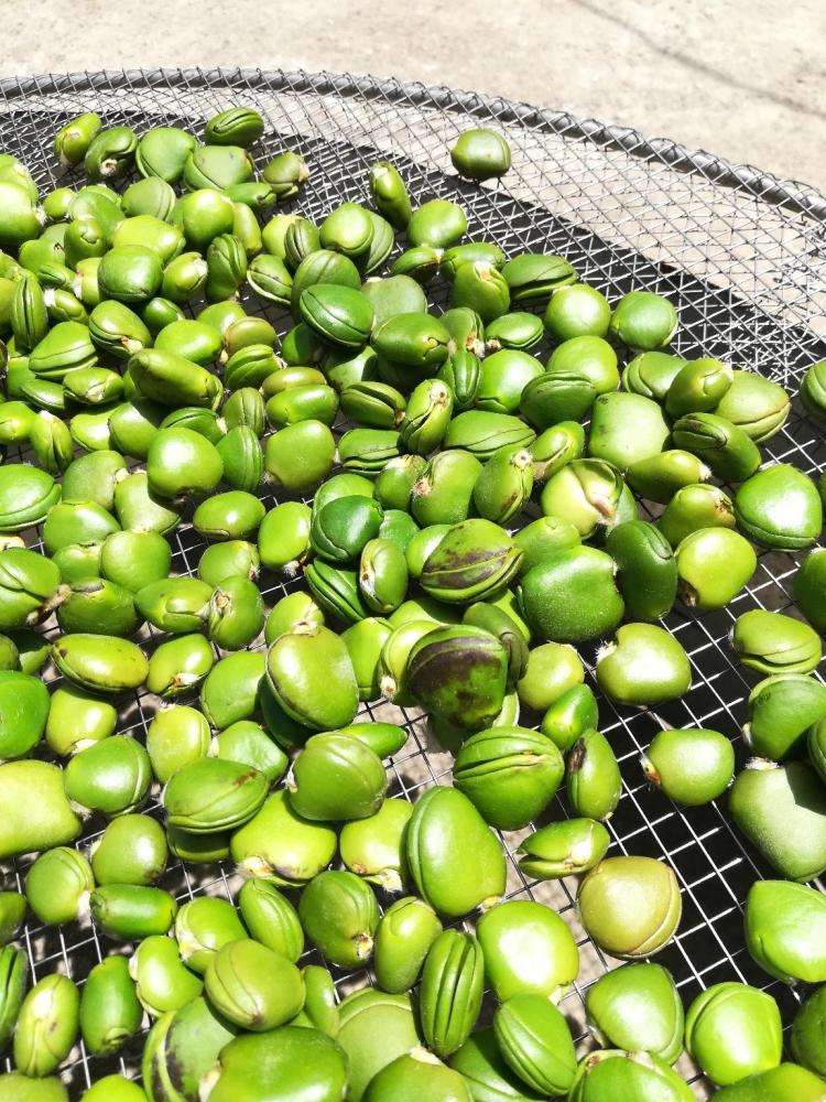 榄钱烘干工艺空气能热泵榄钱烘干